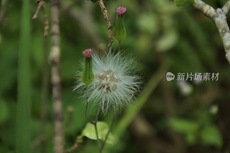 Sonchus aspper，多刺的播种蓟，粗糙的牛奶蓟，多刺的苦菜，尖须播种蓟，或多刺叶播种蓟植物